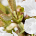 Frühling