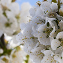 Kirschblüte