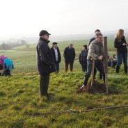 Obstbäume Storchenwiese