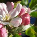 Apfelblüte