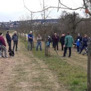 Obstbaum-Schnittkurs 2023