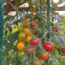 Garten vor Ort