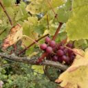 Obstgehölz-Sammelbestellung