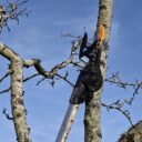 Schnittkurs auf der Storchenwiese